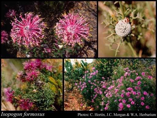Isopogon formosus Isopogon formosus RBr FloraBase Flora of Western Australia