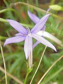 Isotoma axillaris httpsuploadwikimediaorgwikipediacommonsthu