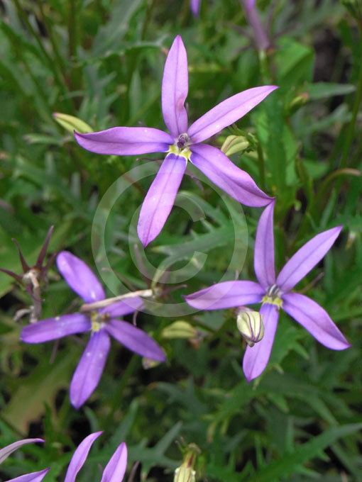 Isotoma axillaris Isotoma axillaris Rock Isotome Blue Stars information amp photos
