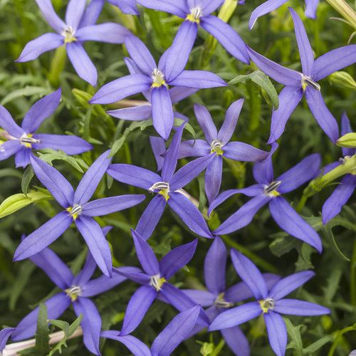 Isotoma axillaris Beth39s Blue Star Flower Isotoma axillaris Proven Winners