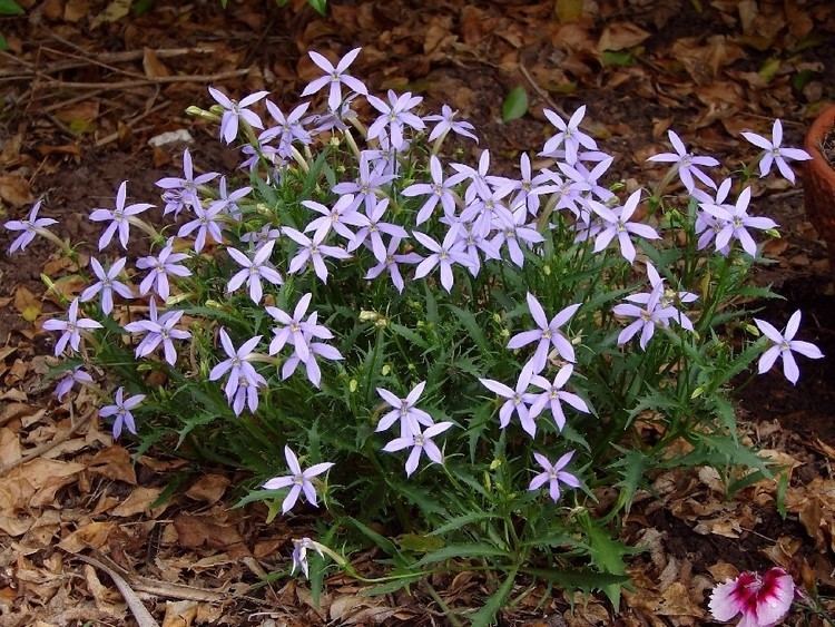 Isotoma axillaris Isotoma axillaris Australian native NSW QLD VIC new Flickr