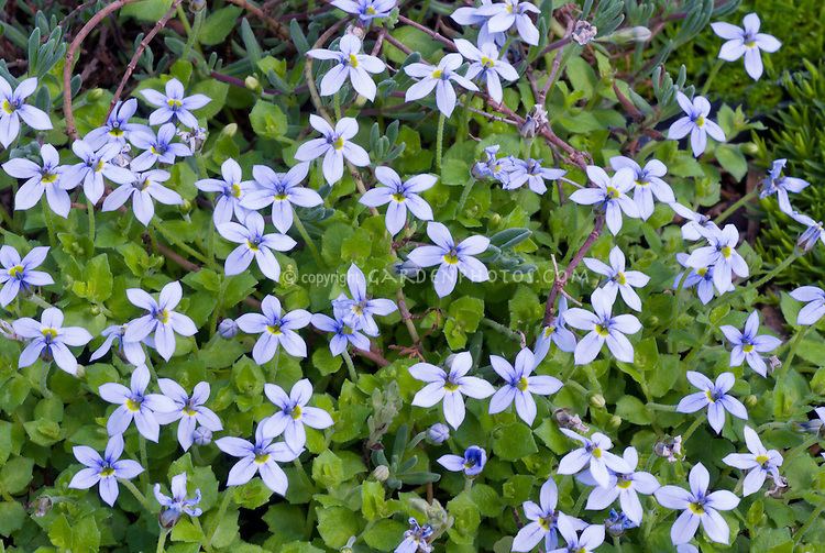 Isotoma (plant) Alchetron, The Free Social Encyclopedia