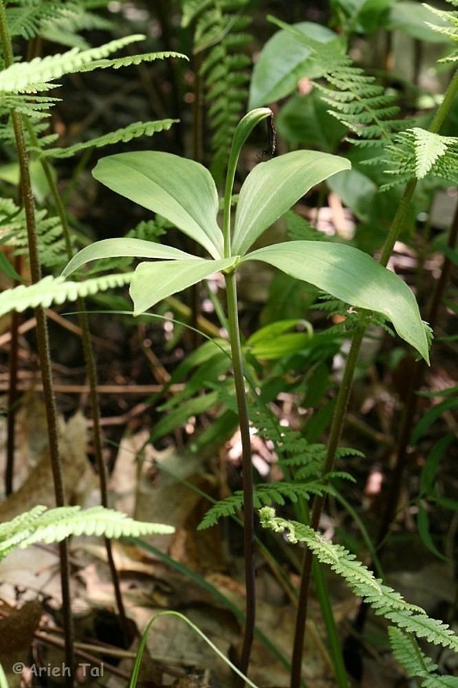 Isotria verticillata Isotria verticillata large whorled pogonia Go Botany