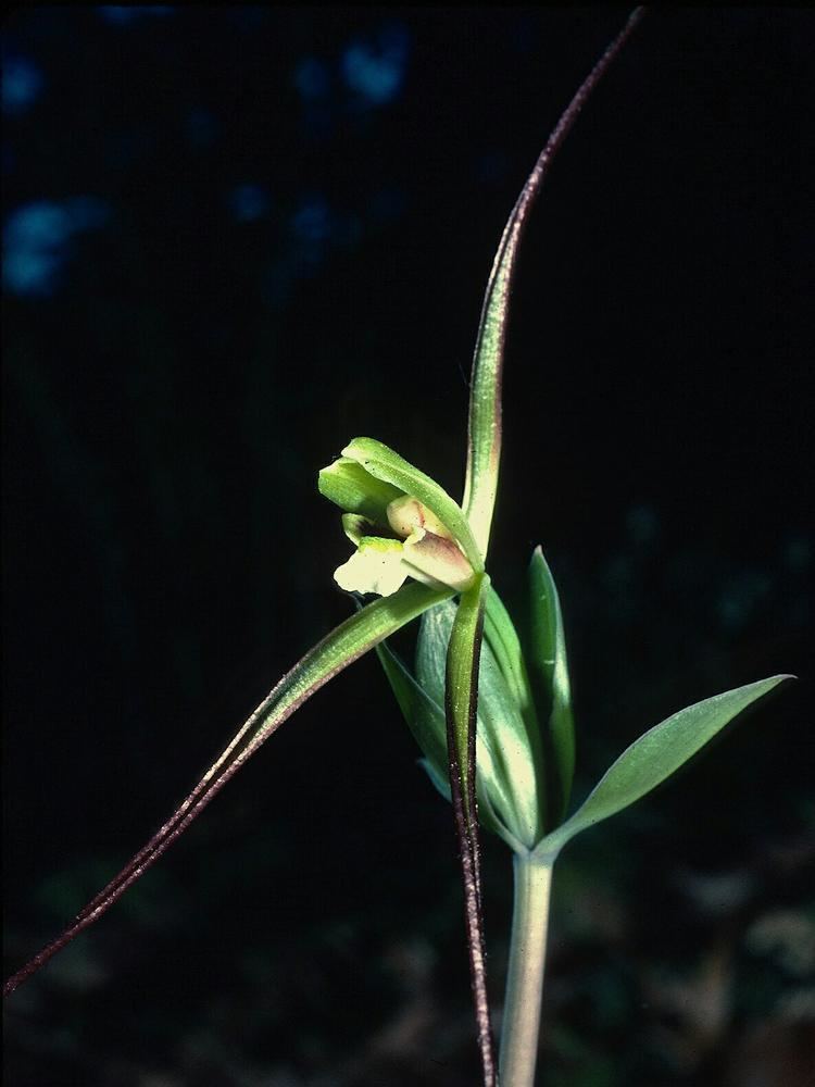 Isotria verticillata Isotria verticillata Large Whorled Pogonia Go Orchids