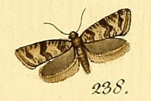 Isotrias hybridana