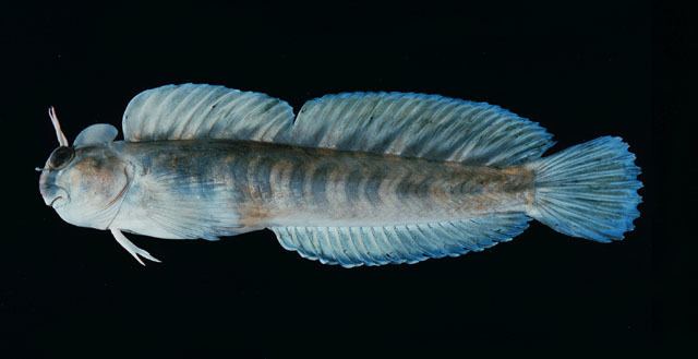Istiblennius Fish Identification
