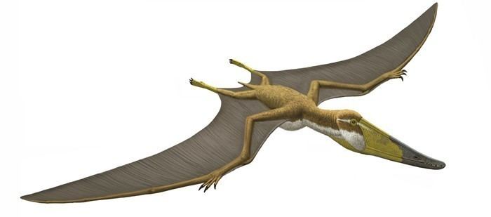 Istiodactylus Istiodactylus Pictures amp Facts The Dinosaur Database