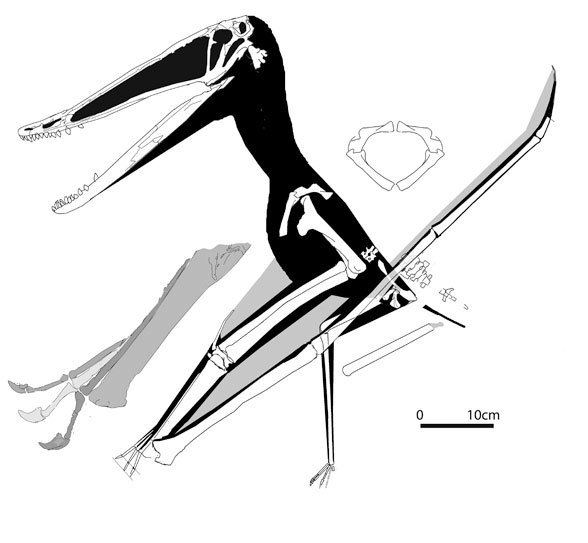 Istiodactylus Istiodactylus