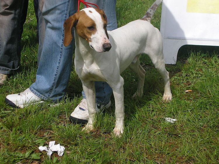 Istrian Shorthaired Hound Istrian Shorthaired Hound photos and wallpapers The beautiful