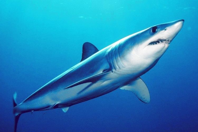 Isurus Shortfin mako shark Wikipedia