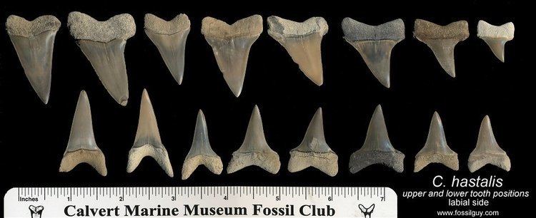 Isurus hastalis Great White Sharks and Extinct Giant White Sharks Facts Origins