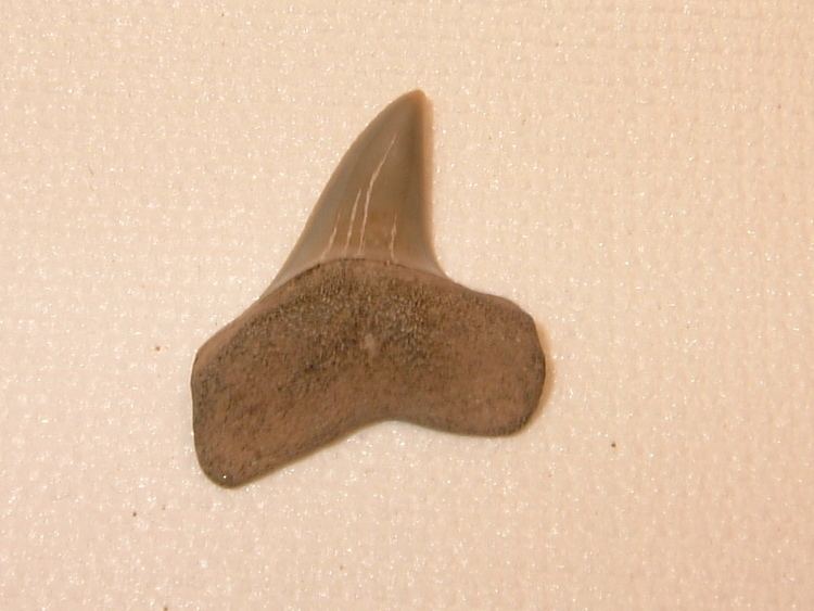 Isurus hastalis Isurus Hastalis shark fossils from the epoch Page 1