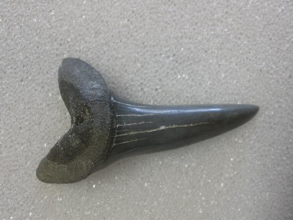 Isurus hastalis fossilscomau one of australias best fossil suppliers