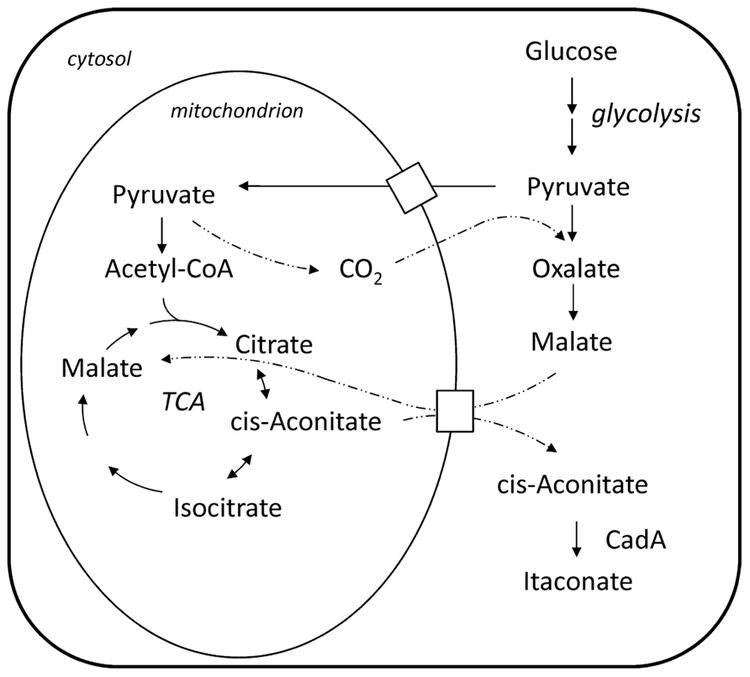 Itaconic acid Frontiers Biochemistry of microbial itaconic acid production