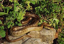 Italian Aesculapian snake httpsuploadwikimediaorgwikipediacommonsthu