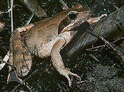 Italian agile frog httpsuploadwikimediaorgwikipediacommonsthu