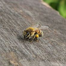 Italian bee httpsuploadwikimediaorgwikipediacommonsthu