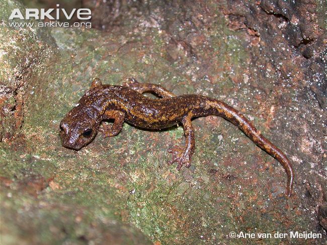 Italian cave salamander Italian cave salamander photo Speleomantes italicus G104936 ARKive