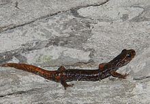 Italian cave salamander httpsuploadwikimediaorgwikipediacommonsthu