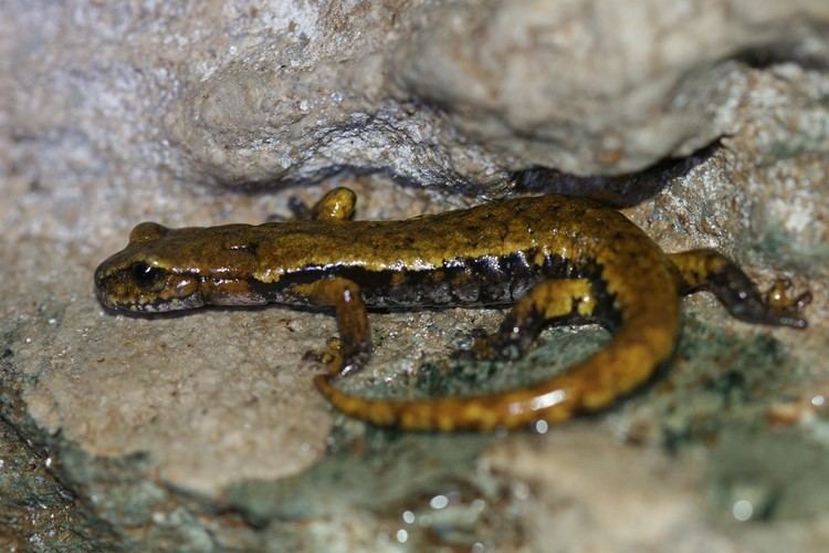 Italian cave salamander Speleomantes italicus Italian Cave Salamander