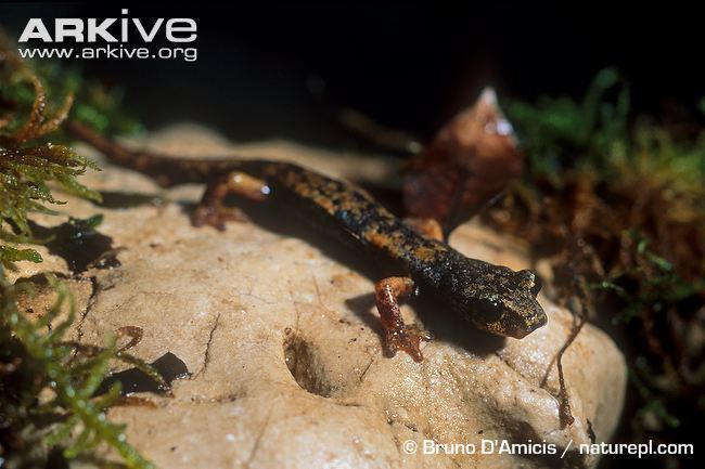 Italian cave salamander Italian cave salamander videos photos and facts Speleomantes