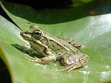 Italian edible frog httpsuploadwikimediaorgwikipediacommonsthu
