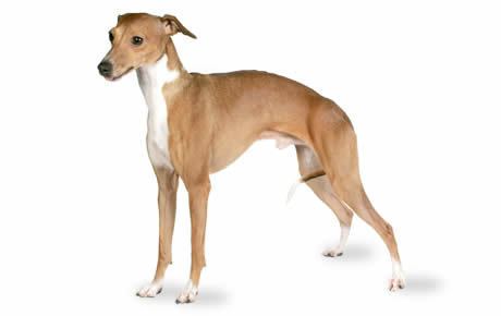 Italian Greyhound Italian Greyhound Dog Breed Information Pictures Characteristics