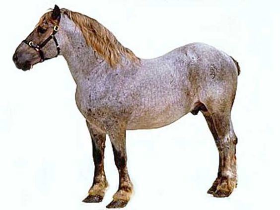 Italian Heavy Draft draft horse breeds Italian Heavy Draft horse breed information