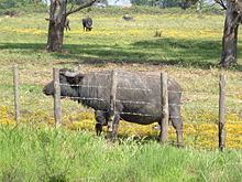Italian Mediterranean buffalo httpsuploadwikimediaorgwikipediacommonsthu