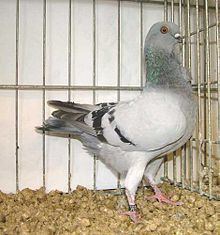 Italian Owl pigeon httpsuploadwikimediaorgwikipediacommonsthu
