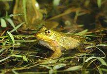 Italian pool frog httpsuploadwikimediaorgwikipediacommonsthu