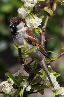 Italian sparrow httpsuploadwikimediaorgwikipediacommonsthu