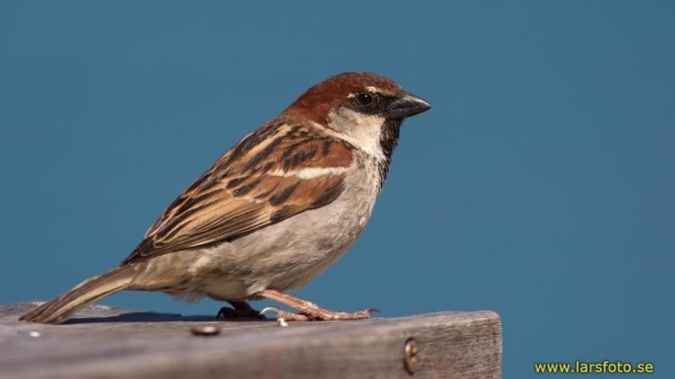Italian sparrow Italian Sparrow Passer italiae videos photos and sound recordings