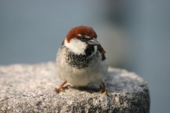 Italian sparrow Italian Sparrow BirdForum Opus