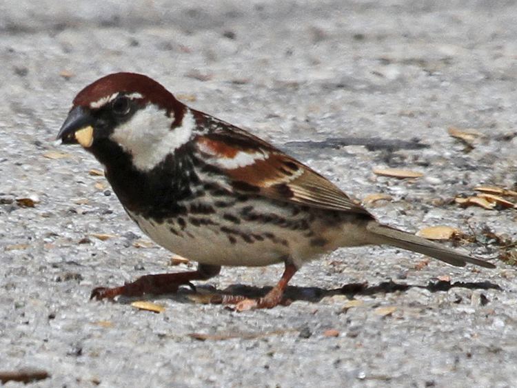 Italian sparrow Sicily gobirdingeu