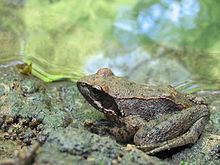 Italian stream frog httpsuploadwikimediaorgwikipediacommonsthu