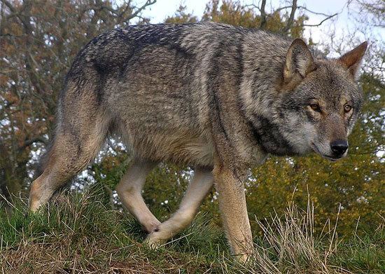 Italian wolf WOLF SPECIES The Italian Wolf