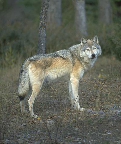 Italian wolf Italian Wolf Amanda39s Wolves