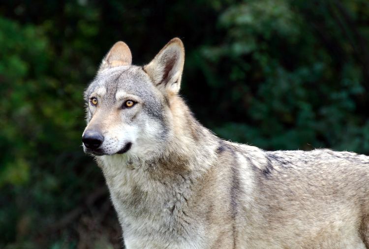 Italian wolf Italian Wolf Prefers Wild Boar Valuable Insight For Farmers And