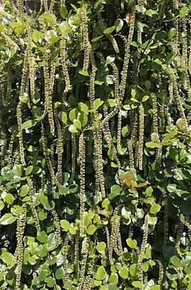 Itea (plant) Itea ilicifolia hollyleaved sweet spireRHS Gardening