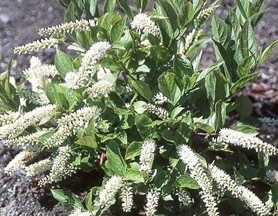 Itea (plant) Virginia Sweetspire Itea virginica 39Sprich39 Little Henry from