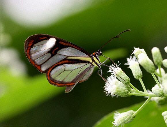 Ithomia Butterflies of Amazonia Ithomia agnosia