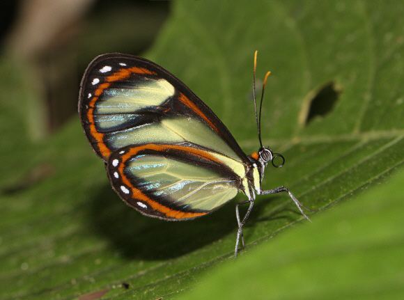Ithomia Butterflies of Amazonia Ithomia salapia