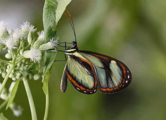 Ithomia Butterflies of Amazonia Ithomia salapia
