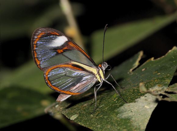 Ithomia Butterflies of Amazonia Ithomia agnosia