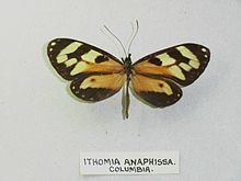 Ithomia iphianassa httpsuploadwikimediaorgwikipediacommonsthu