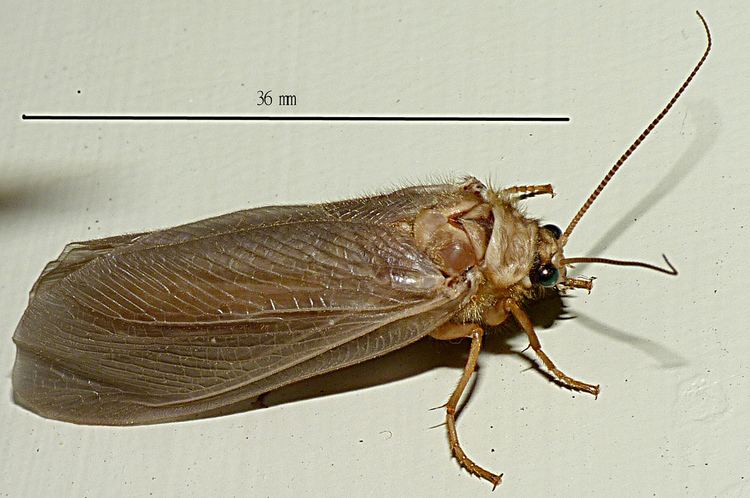 Ithonidae Neuroptera Ithonidae Ithone wilsoni P1680021 P1680021 P168