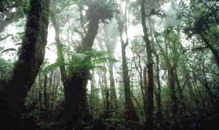Ituri Rainforest Basenji Homeland Africa