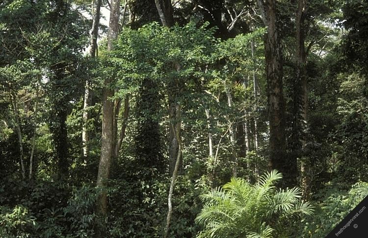 Ituri Rainforest Okapia johnstoni