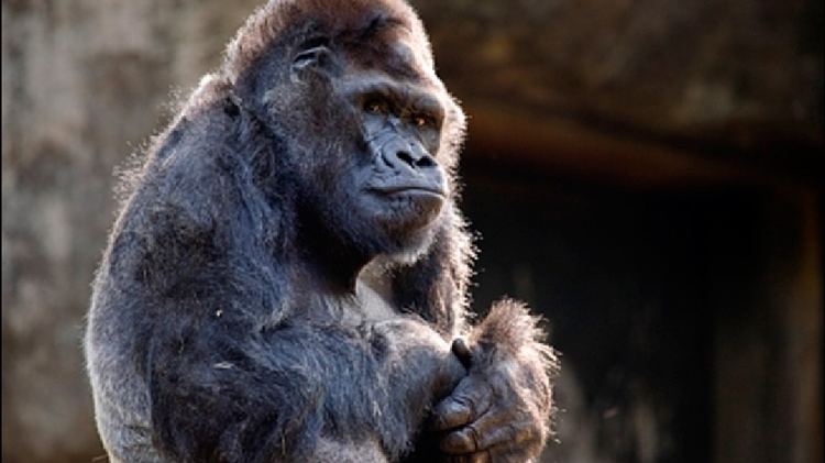 Ivan (gorilla) Ivan the gorilla once a local store attraction dies at Atlanta zoo